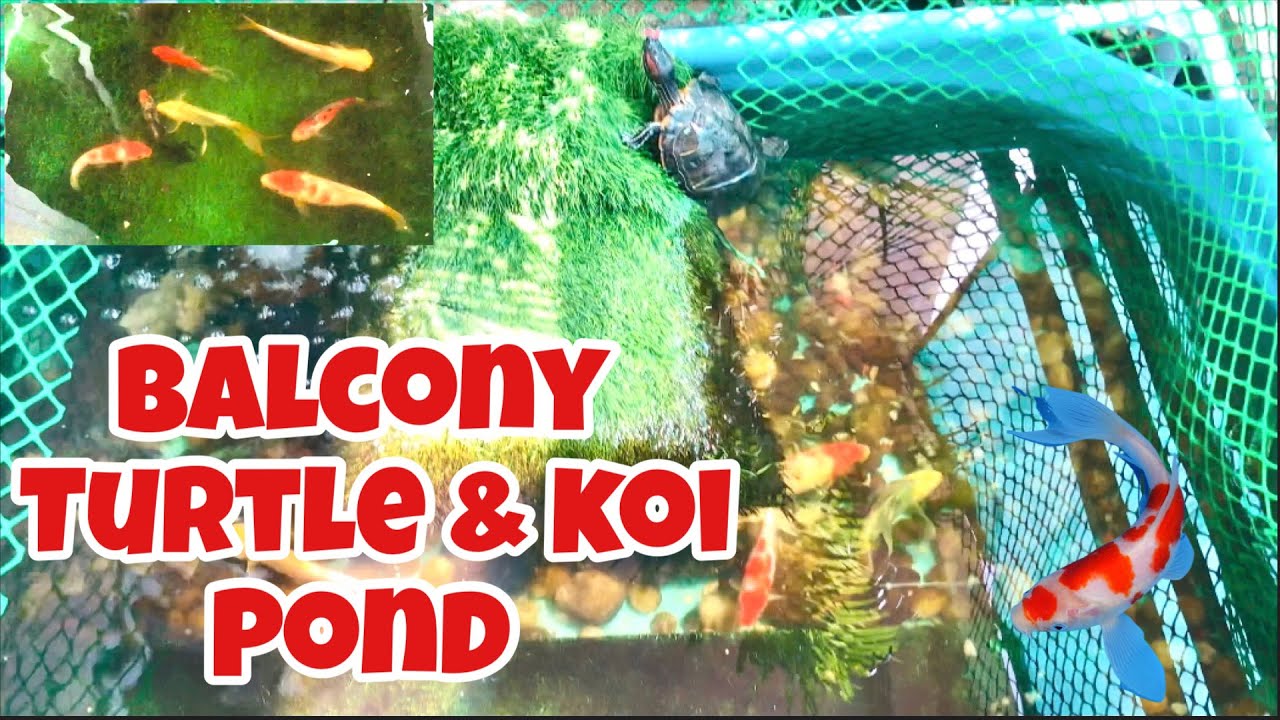 Balcony Turtle & Koi Pond | Balcony Pond Ideas |Turtle & Koi in India ...