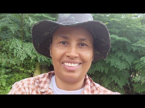 Criando Suínos de Forma Natural: Moringa na Roça.