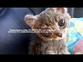 Жалко до слез Инвалид и волонтеры спасают  котенка  | Save kitten help him