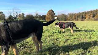 Grosser Schweizer Sennehund/Grand Bouvier Suisse/Albert und Sky suchen Mäuse/cherchent des souris