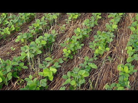 Vídeo: Quan i com plantar ceba en camp obert la primavera de 2020