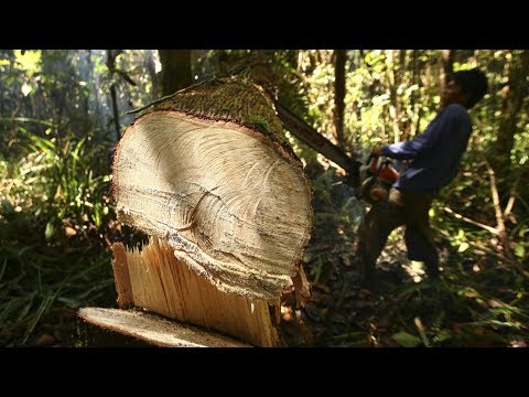 Тропический лес в пальмовом масле (ТРЕЙЛЕР)