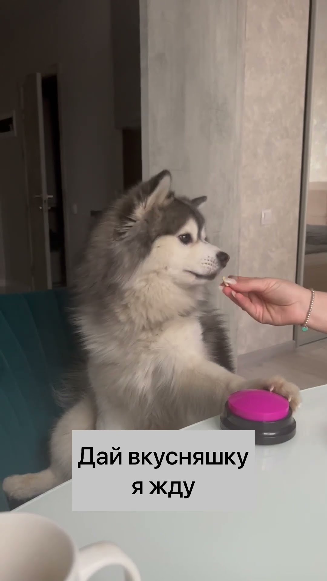 общение с собаками