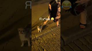 &quot;Chihuahua in the Crypto Game | BTC, Money, Lukas &amp; the Luxury Dog Life 🐶💎&quot;