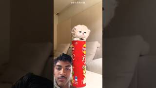 Girlfriend Gets Best Cat Gift In The World #facts​ #viral​ #new​ #trending​ #hearttouching​ #shorts​