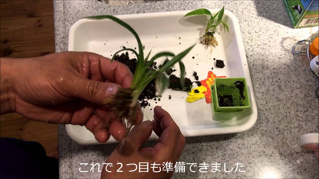 ハイドロカルチャー シャムオリヅルラン Youtube