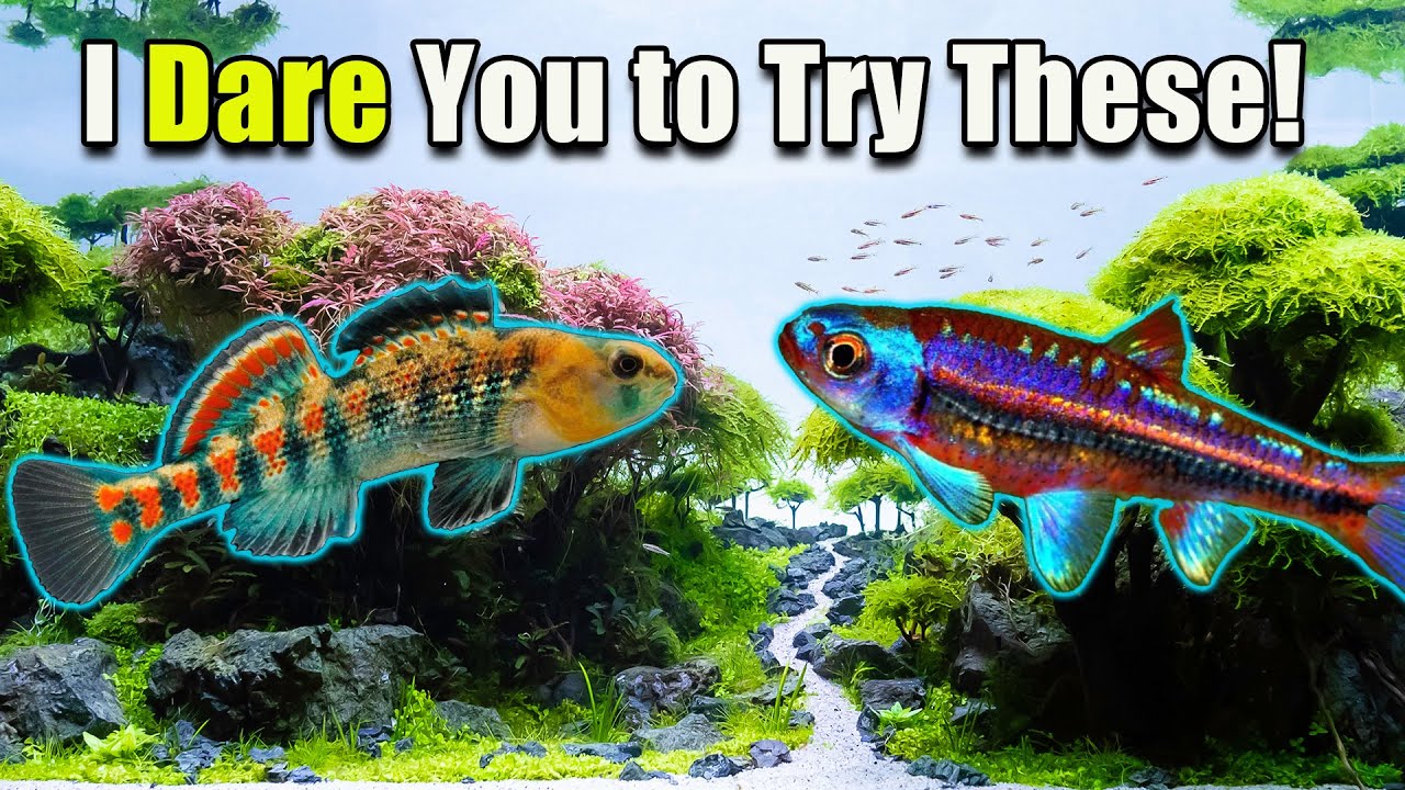 5 super unique fish combos for a 20 gallon!