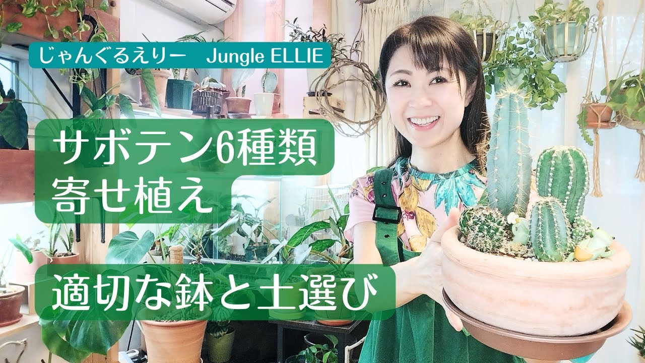 Cactus Planting] My first attempt at planting six small cacti! Pot