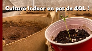 JDB#262: Soil Preparation and Difficult Germination...