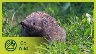 Year of the Hedgehog - Go Wild