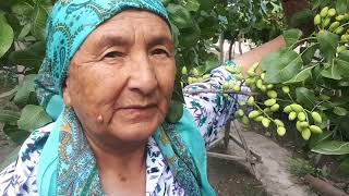 картинка: ПИСТА МЕВАСИ ПИШДИ...