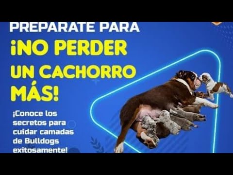 Vídeo: Guia De Camp De Bulldog Anglès