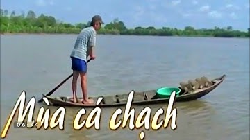 Mùa bắt cá chạch đồng