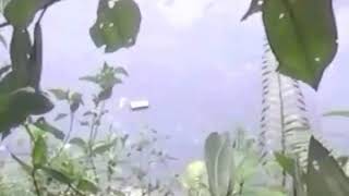Maaf Tante Prank