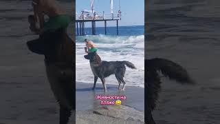 Живности на пляже. Солевые ванны #dogs #shorts #sea2024