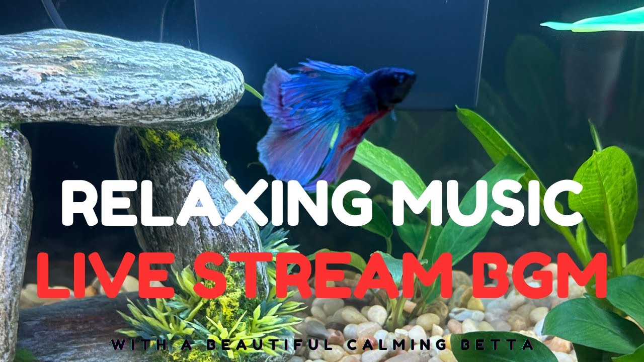 Live Betta Fish Swimming and Calming Music for Relaxation and Study ...