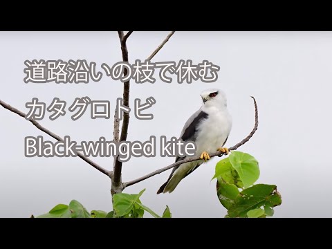 【道路沿いの枝で休む】カタグロトビ Black-winged kite