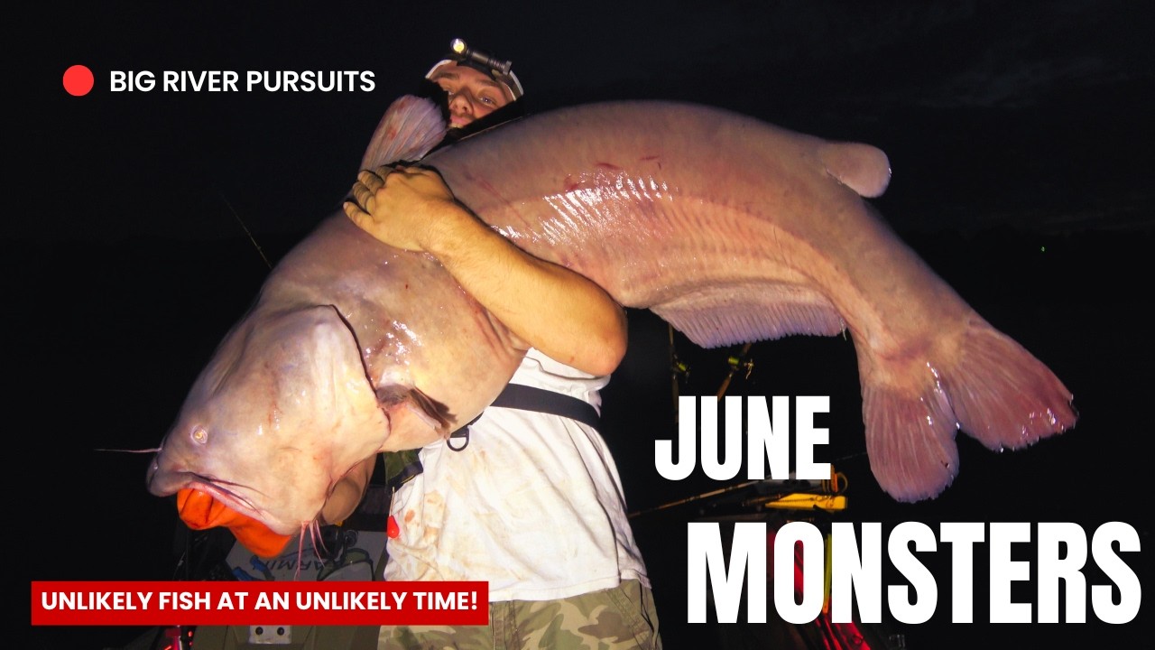 The Spawning Ground of (80+ LB) Giants | Multiple Monster June Blue Cats