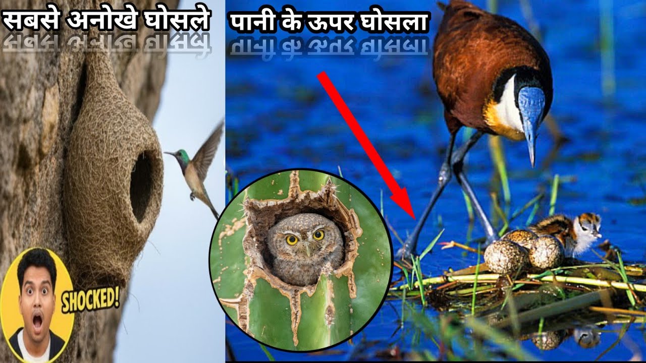 दुनिया के सबसे सुंदर घोसले | Most beautiful bird nests in the world part 2
