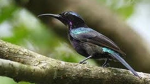 Burung Master : Cerecetan Dahsyat Kolibri Ninja Super