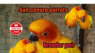 My Sun conure adalt pair and my sun conure breedar pair with 3 babi one babi foure days by Birds Lover  126 views 3 months ago 2 minutes, 54 seconds