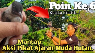 MANTAP,‼️ AKSI PIKAT AJARAN KUTILANG MUDA. POIN KE-ENAM KALINYA..