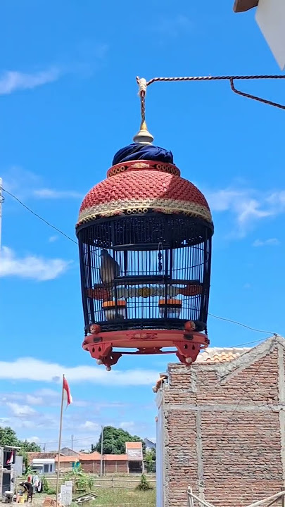 Masteran suara perkutut - perkutut gold coin3257