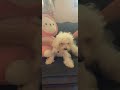 Cuteeeeeeeeeeeee dog
