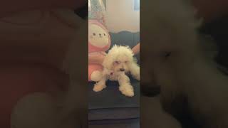 Cuteeeeeeeeeeeee dog
