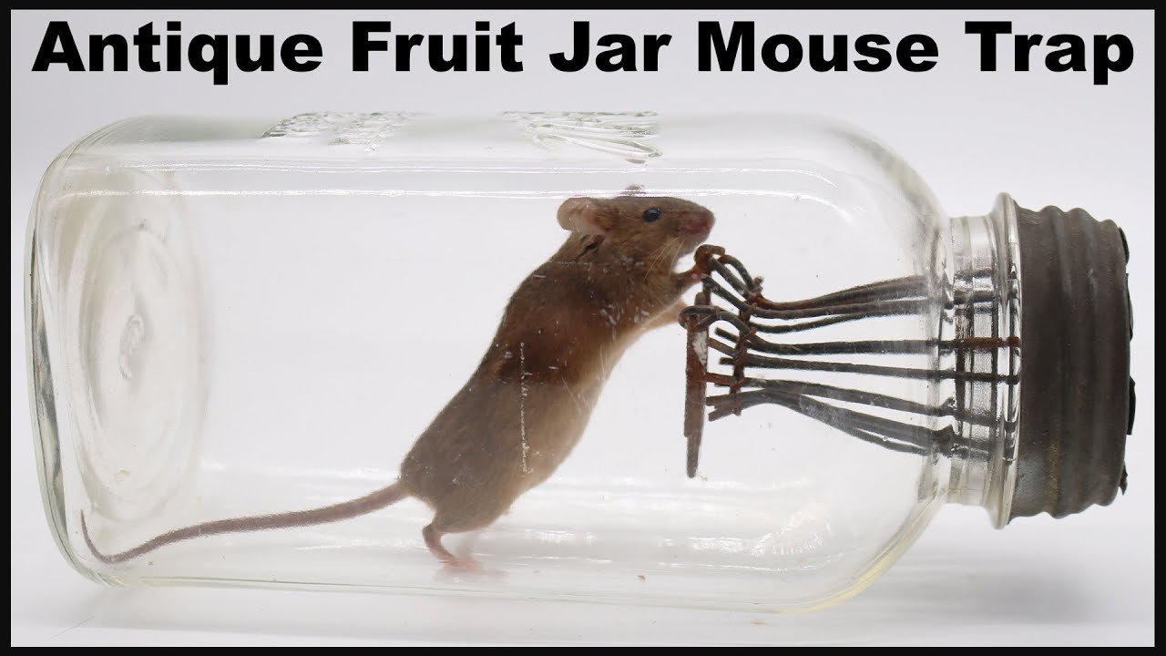 Mouse/rat bucket trap, and also a jar fruit fly trap 