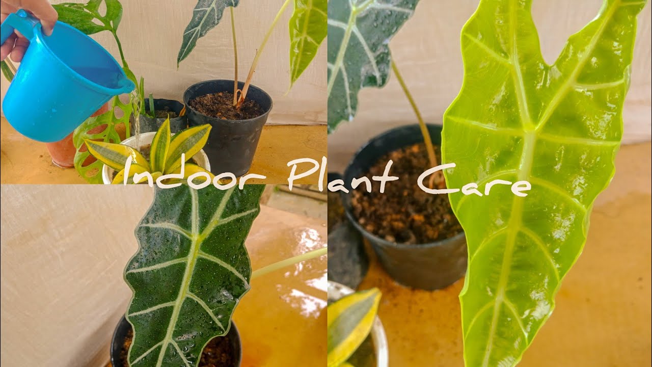monstera luftreiniger 4er-Set Luftreiniger mit Monstera, Einblatt & Co