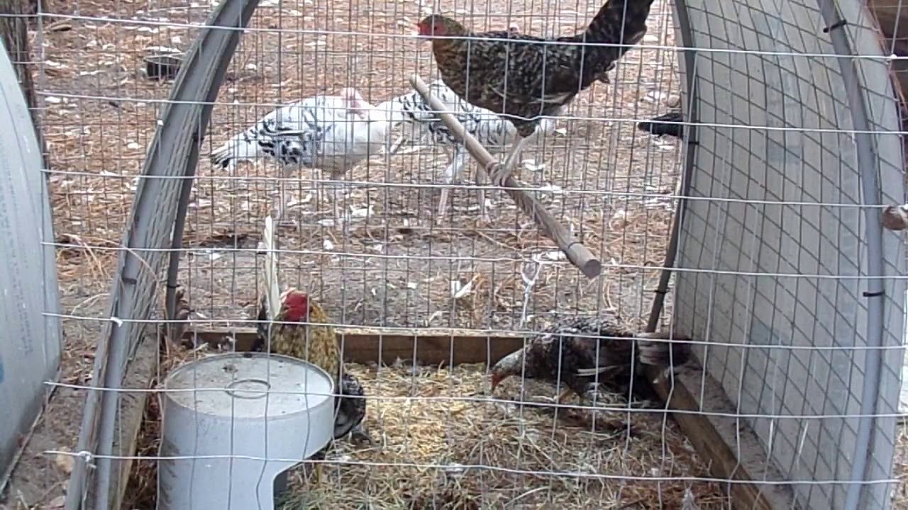 Kentucky Dom Gamefowl YouTube