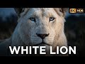 White Lion 4K – The Rare King of the Wild 🦁 #WildVision4K #whitelion