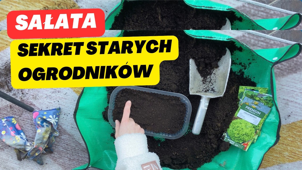 Najważniejszy wysiew sałaty w sezonie