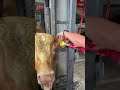 Livestock Electric Animal Cattle Sheep Ear Tag Applicators