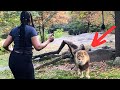 Lion Sees Caretaker Again After 8 Years – Pay Close Attention To His Reaction!