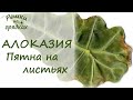 Пятна на листьях алоказии Что делать?