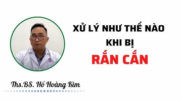 Xử lý khi bị rắn cắn