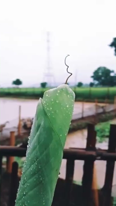 Short Cinematic Kebun #cinematic #videocinematic #shortcinematic #short