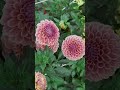 One of my top 10 favorites 🫶🏻 #flowers #dahlias #newengland #seacoastNH