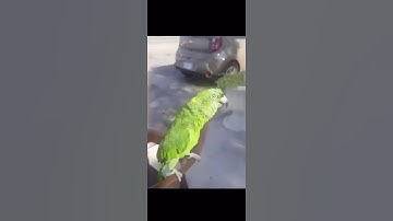 ببغاء يقرأ سورة الأخلاص