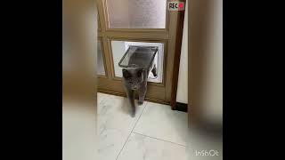 【ガラス部分に設置可能】ネコちゃんにペットドア