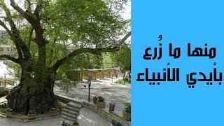 منها ما زُرع بأيدي الأنبياء وما زالت موجودة إلى يومنا هذا.. تعرف على أقدم 5 أشجار في الكوكب