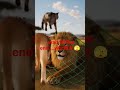 Cat Riding on Dog Helps a Lion 😱🐱🐶🦁 | Unexpected Animal Heroes | Flow Genius
