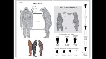 Field Guide Research Video