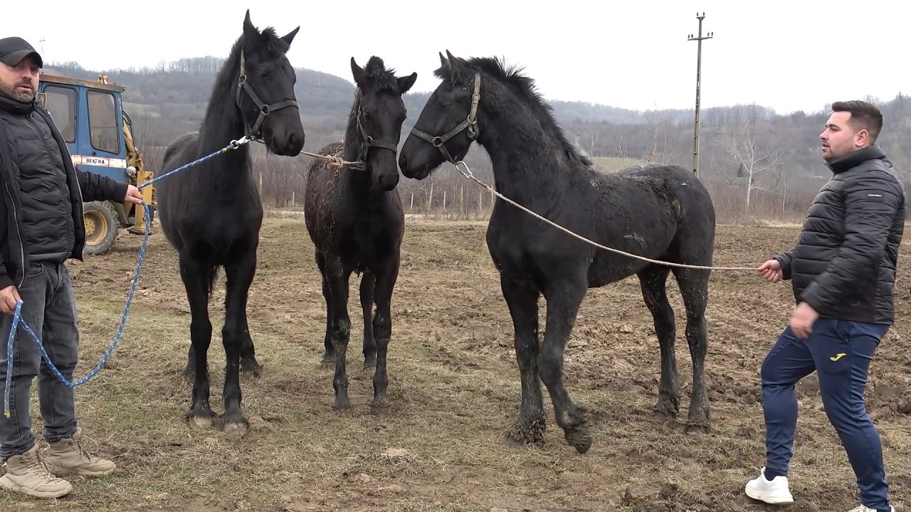 Caii lui Sebi de la Remetea Chioarului, Maramures - 2026 Nou!!!