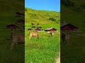 ارياف هولندا