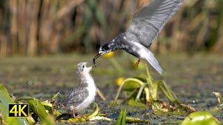 Trauerseeschwalben im Nationalpark Unteres Odertal (black terns in Lower Oder Valley Nationalpark)