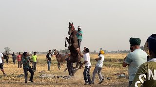 RACE KI STARTING POINT KI VIDEOS 📍MACHHALI KALAN [Mohali] 🐎🐎#horseracing #marwarihorselovers