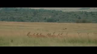 R5/Rongai Boys chase Bila Shaka Male. short clip due to lions going into camp the guide couldn't go